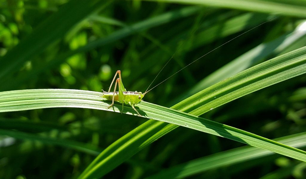 Image of a green grasshopper in a forest/jungle on a leaf