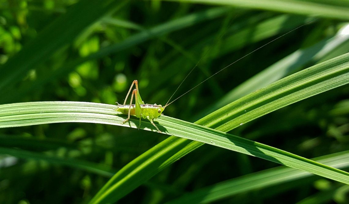 Image of a green grasshopper in a forest/jungle on a leaf