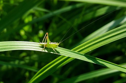 Image of a green grasshopper in a forest/jungle on a leaf