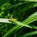 Image of a green grasshopper in a forest/jungle on a leaf