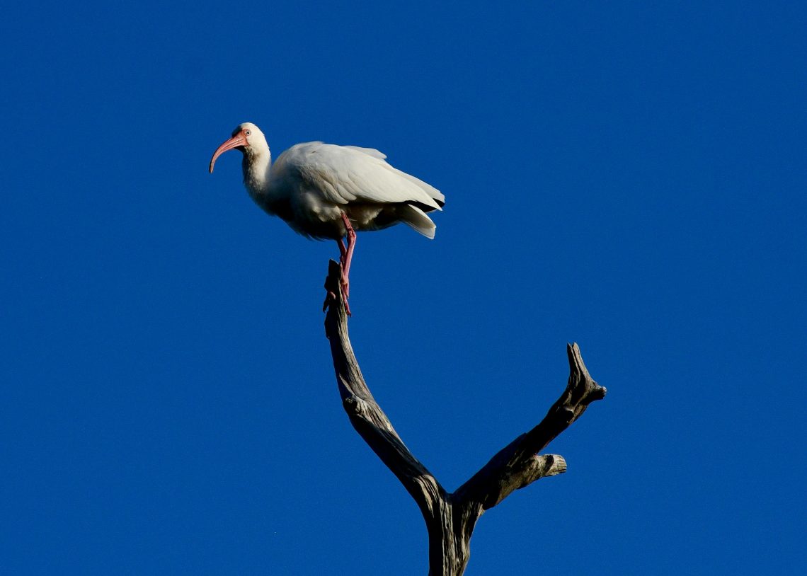 Image of an ibis bird standing perched on a tree branch with a deep blue sky. Photo by Colon Freld