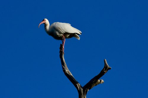 Image of an ibis bird standing perched on a tree branch with a deep blue sky. Photo by Colon Freld