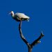 Image of an ibis bird standing perched on a tree branch with a deep blue sky. Photo by Colon Freld